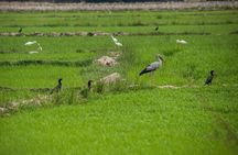 Bird Watching at Tonle Sap Forest and Lotus Farm Siem Reap