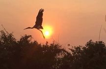 Bird Watching at Tonle Sap Forest and Lotus Farm Siem Reap