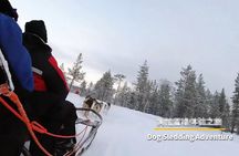 Dog-Pulled ATV Experience|Fairbanks|"The date with Aurora" Alaska