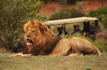 Full-Day Addo Park and Schotia Game Reserve (Open 4x4 Vehicle)