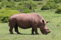 Full-Day Addo Park and Schotia Game Reserve (Open 4x4 Vehicle)