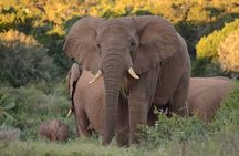 Full-Day Addo Park and Schotia Game Reserve (Open 4x4 Vehicle)