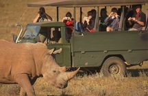 Full-Day Addo Park and Schotia Game Reserve (Open 4x4 Vehicle)