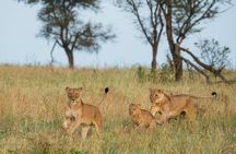 4 Days Tarangire, Serengeti and Ngorongoro Mid-Range Group Safari