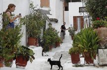 Meet the Cats of Acropolis and Thissio Private Tour