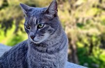 Meet the Cats of Acropolis and Thissio Private Tour
