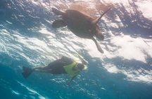 Snorkel with Turtles
