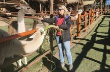 2daysSacredValley and Machupicchu by trainExperience with llamas,