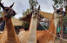 2daysSacredValley and Machupicchu by trainExperience with llamas,