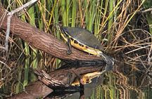 Private Guided Everglades Kayak Tour