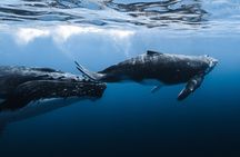 Whale Watching in Kona Hawaii