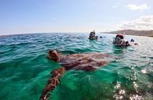 Snorkeling with sea turtles