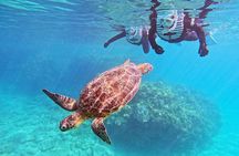 Snorkeling with sea turtles