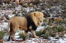 Full Day BIG 5 Private Tour of the Aquila Game and Wine testing