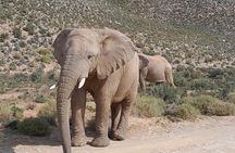 Cape Town Big Five Sunset Safari And Long March to Fredoom