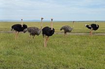 6 Days Private Jeep and Lodge, Maasai Mara, Nakuru, Amboseli