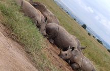 6 Days Private Jeep and Lodge, Maasai Mara, Nakuru, Amboseli