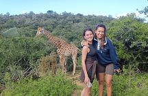 Addo Elephant National Park and Giraffe Walk Tracking Safari 