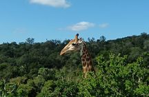 Addo Elephant National Park and Giraffe Walk Tracking Safari 