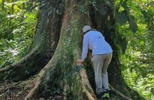 Private Experience of Cocoa Forest Bath Ceremony Therapy 