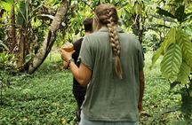 Private Experience of Cocoa Forest Bath Ceremony Therapy 