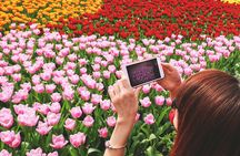 Keukenhof, Zaanse Schans and Volendam Small Group Tour