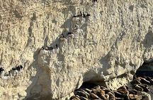 Puerto Madryn and Punta Loma Shore Excursion