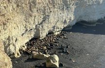 Puerto Madryn and Punta Loma Shore Excursion