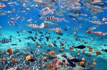  Nusa Penida Island Tour & Snorkeling - All Inclusive from Bali