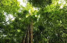 From Kuala Lumpur Taman Negara Day Trip With Lunch