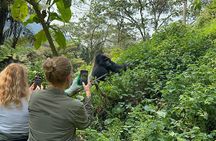 1 Day Gorilla Tracking Trip, Bwindi Impenetrable National Park
