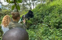 1 Day Gorilla Tracking Trip, Bwindi Impenetrable National Park