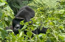 1 Day Gorilla Tracking Trip, Bwindi Impenetrable National Park