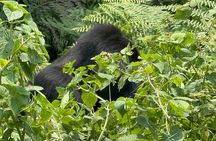 1 Day Gorilla Tracking Trip, Bwindi Impenetrable National Park