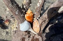 Private 4 Hour Shelling Adventure 10,000 Islands and Marco Island