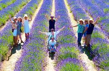 Provence Lavender Fields Tour from Aix-en-Provence