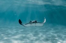 Moorea: Private Snorkeling Tour with Certify Guide