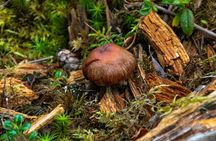 Denali Nature Hike