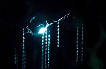 See Auckland's Secret Glow Worms
