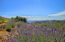Hvar: Island tour with Wine and Olive Oil Tasting