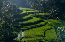 All Inclusive: Monkey Forest, Rice terrace, Holly Spring Temple