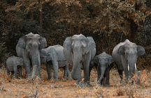  From Delhi :Taj Mahal And Agra Tour with Elephant wildlife sos