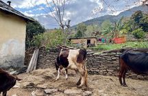 3 Day Village Homestay Experience with Local Guide from Shimla