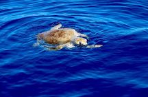Kayak and Snorkeling Tour in Manuel Antonio
