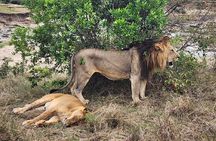 3 Day Masai Mara Safari Tour Kenya