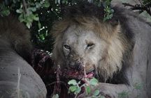 3 Day Masai Mara Safari Tour Kenya