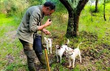 Hunting for the Truffle