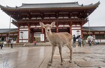 Full Day to Nara Park, Osaka and Kobe from Kyoto