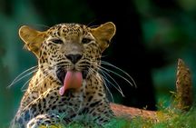 Wilpattu Half Day Safari From Anuradhapura 