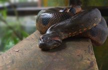 4 Days All Inclusive Jungle Tour from Iquitos at Maniti Eco Lodge